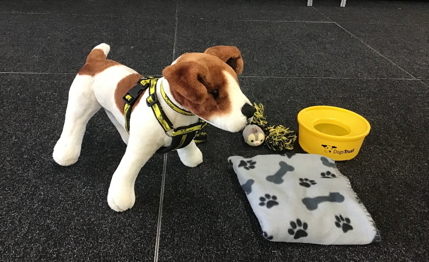 Image of Dogs Trust Visit